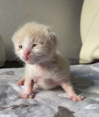 Illustration de l'article : Une bénévole et son mari unissent leurs forces pour soigner un chaton chétif né dans une maison en cours de rénovation