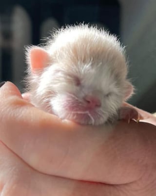 Illustration de l'article : Une bénévole et son mari unissent leurs forces pour soigner un chaton chétif né dans une maison en cours de rénovation