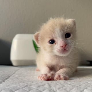 Illustration de l'article : Une bénévole et son mari unissent leurs forces pour soigner un chaton chétif né dans une maison en cours de rénovation