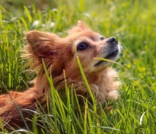 Illustration de l'article : L’influenceuse et comédienne Natoo pleure sa chienne Kitty, sa fidèle amie depuis 13 ans