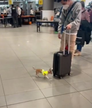 Illustration de l'article : Un Chihuahua vêtu d'un uniforme de police patrouille dans un aéroport et fait fondre le coeur de millions de personnes (vidéo)