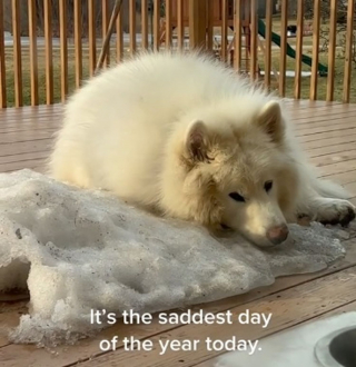 Illustration de l'article : Un Malamute de l'Alaska triste de dire "au revoir" à l'hiver profite d'un dernier tas de neige (vidéo)