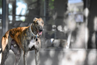 Illustration de l'article : 10 photos de chiens arborant un long et adorable museau