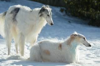 Illustration de l'article : 10 photos de chiens arborant un long et adorable museau