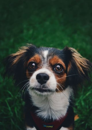 Illustration de l'article : 19 portraits de chiens et de chevaux réalisés par une photographe passionnée d'animaux