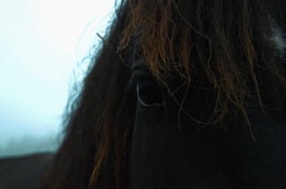 Illustration de l'article : 19 portraits de chiens et de chevaux réalisés par une photographe passionnée d'animaux