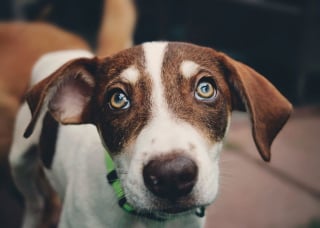 Illustration de l'article : 19 portraits de chiens et de chevaux réalisés par une photographe passionnée d'animaux