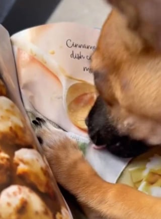 Illustration de l'article : Elle filme son chiot gourmand qui essaye de manger de la nourriture photographiée dans un magazine !