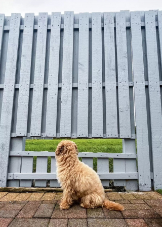 Illustration de l'article : Pour faire plaisir à son chien qui adore observer le monde, cette famille construit une clôture avec une fenêtre 