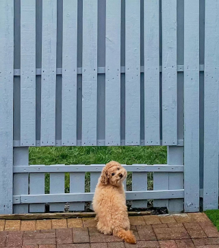 Illustration de l'article : Pour faire plaisir à son chien qui adore observer le monde, cette famille construit une clôture avec une fenêtre 