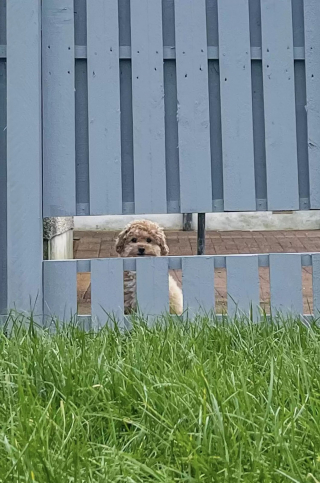 Illustration de l'article : Pour faire plaisir à son chien qui adore observer le monde, cette famille construit une clôture avec une fenêtre 