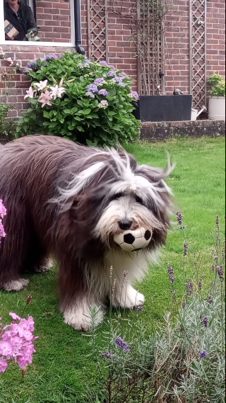 Illustration de l'article : Un homme pris dans les affres du désespoir va de l'avant avec le soutien d'un Bearded Collie