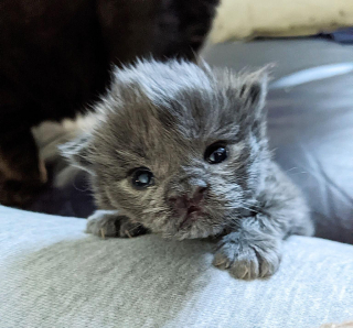 Illustration de l'article : Une bénévole conduit plus de 4 heures pour donner une chance de vivre à un chaton vulnérable et porteur d'une malformation