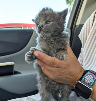 Illustration de l'article : Une bénévole conduit plus de 4 heures pour donner une chance de vivre à un chaton vulnérable et porteur d'une malformation