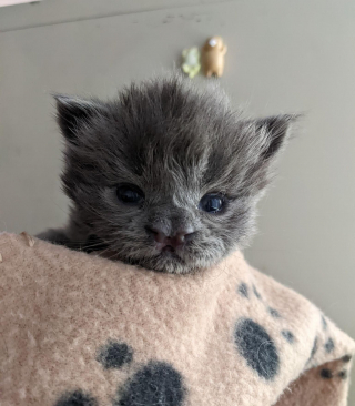 Illustration de l'article : Une bénévole conduit plus de 4 heures pour donner une chance de vivre à un chaton vulnérable et porteur d'une malformation