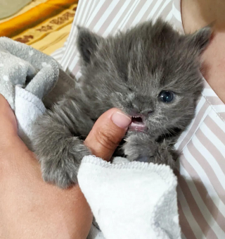 Illustration de l'article : Une bénévole conduit plus de 4 heures pour donner une chance de vivre à un chaton vulnérable et porteur d'une malformation