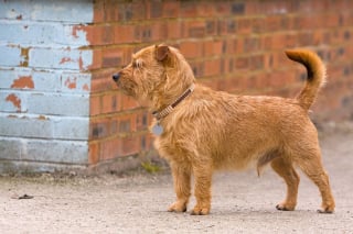 Illustration de l'article : Une municipalité lance une grande opération sur plusieurs jours afin de capturer les chiens errants