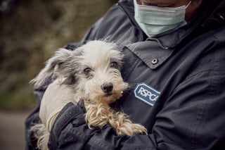 Illustration de l'article : Un chien triste et effrayé qui passait son temps à fixer un mur retrouve sa joie de vivre