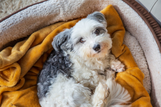 Illustration de l'article : Un chien triste et effrayé qui passait son temps à fixer un mur retrouve sa joie de vivre