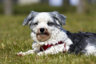 Illustration de l'article : Un chien triste et effrayé qui passait son temps à fixer un mur retrouve sa joie de vivre