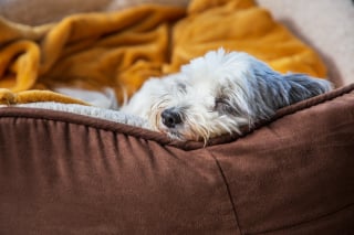 Illustration de l'article : Un chien triste et effrayé qui passait son temps à fixer un mur retrouve sa joie de vivre