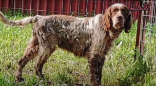 Illustration de l'article : Un chien découvert avec un fil de fer attaché autour du corps implore silencieusement de l'aide avec ses yeux (vidéo)