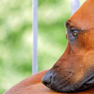 Illustration de l'article : Le retour au bureau après 2 ans de télétravail pourrait affecter la santé mentale de votre animal selon une éducatrice canin