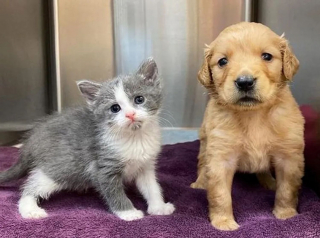 Illustration de l'article : Un chaton et un chiot recueillis alors qu'ils n'avaient que quelques jours deviennent inséparables