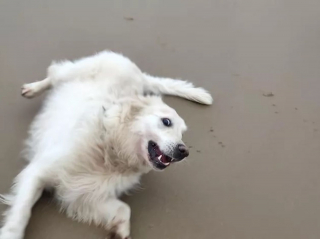 Illustration de l'article : 15 photos d’animaux laissant exploser leur énergie et leur bonheur, pour vous donner la pêche