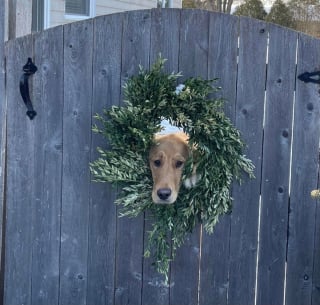 Illustration de l'article : 16 photos de chiens et chats qui vont vous aider à prendre la vie du bon côté