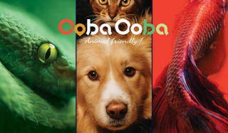 Illustration de l'article : A la découverte d’OOBA OOBA, marketplace en ligne pionnière dans le monde de l’animalerie