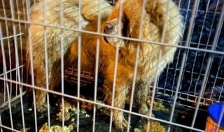 Illustration de l'article : Un Chow Chow abandonné dans une cage et couvert de vomi fait une rencontre providentielle