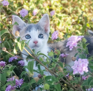 Illustration de l'article : 14 jolies photos de chats qui savourent les prémices du printemps