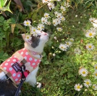 Illustration de l'article : 14 jolies photos de chats qui savourent les prémices du printemps