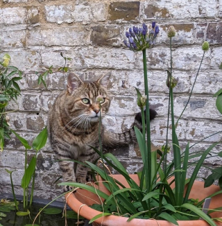 Illustration de l'article : 14 jolies photos de chats qui savourent les prémices du printemps