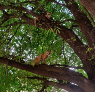 Illustration de l'article : 14 jolies photos de chats qui savourent les prémices du printemps