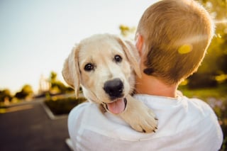 Illustration de l'article : 5 bonnes raisons pour lesquelles le dressage renforce le lien avec votre chien