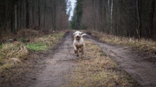 Illustration de l'article : 10 faux pas commis par les propriétaires de chiens en promenade pointés du doigt par des vétérinaires