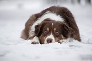 Illustration de l'article : 10 faux pas commis par les propriétaires de chiens en promenade pointés du doigt par des vétérinaires