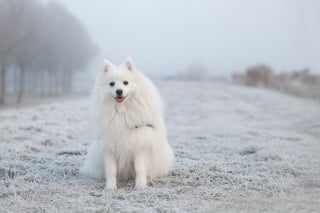 Illustration de l'article : 10 faux pas commis par les propriétaires de chiens en promenade pointés du doigt par des vétérinaires