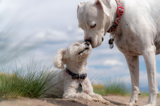 Illustration de l'article : 10 faux pas commis par les propriétaires de chiens en promenade pointés du doigt par des vétérinaires