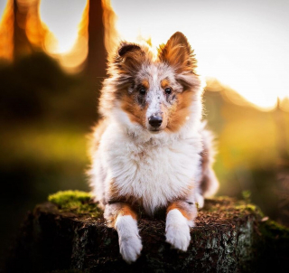 Illustration de l'article : 15 portraits de chiens sublimés par la lumière et les couleurs féériques de l’heure dorée