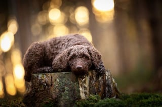 Illustration de l'article : 15 portraits de chiens sublimés par la lumière et les couleurs féériques de l’heure dorée