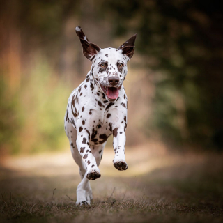 Illustration de l'article : 15 portraits de chiens sublimés par la lumière et les couleurs féériques de l’heure dorée