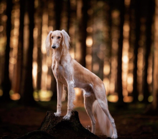 Illustration de l'article : 15 portraits de chiens sublimés par la lumière et les couleurs féériques de l’heure dorée