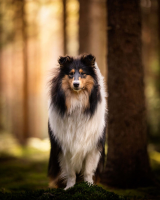 Illustration de l'article : 15 portraits de chiens sublimés par la lumière et les couleurs féériques de l’heure dorée