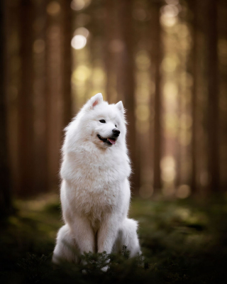 Illustration de l'article : 15 portraits de chiens sublimés par la lumière et les couleurs féériques de l’heure dorée