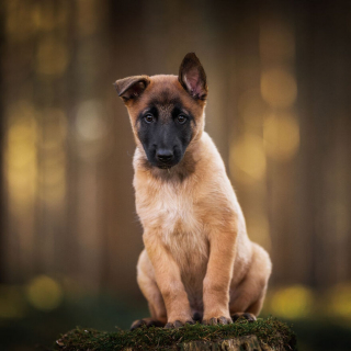 Illustration de l'article : 15 portraits de chiens sublimés par la lumière et les couleurs féériques de l’heure dorée