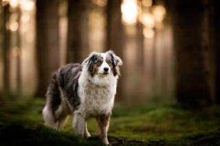 Illustration de l'article : 15 portraits de chiens sublimés par la lumière et les couleurs féériques de l’heure dorée