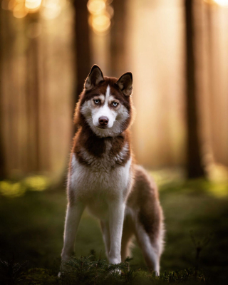 Illustration de l'article : 15 portraits de chiens sublimés par la lumière et les couleurs féériques de l’heure dorée